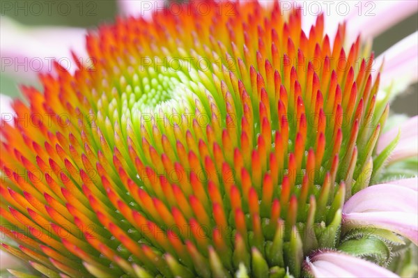 Plants, Flowers, Echinacea, Echinacea  Purple Cone Flower  Purperea Magnus.