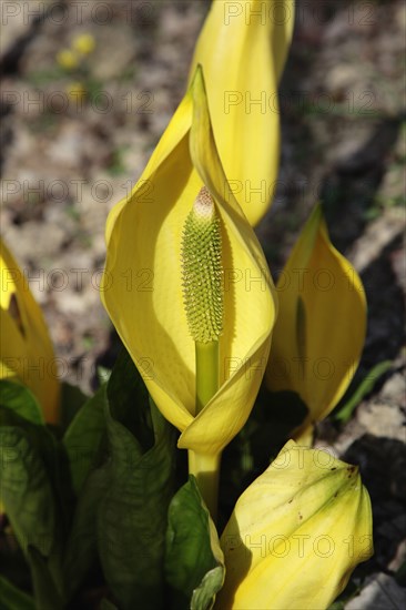 Plants, Flowers, Skunk Cabbage, Yellow Skunk Cabbage, Lysichiton americanus. 
Photo Sean Aidan