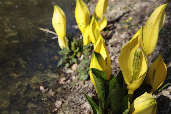 Plants, Flowers, Skunk Cabbage, Yellow Skunk Cabbage, Lysichiton americanus. 
Photo Sean Aidan