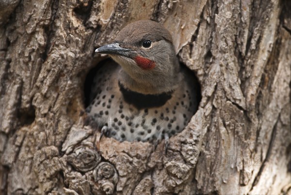 Canada, Alberta, Lethbridge, Northern Flicker, Colaptes auratus, fledged chick with catchlight in eye about to leave nest in old gnarled Elm tree for the first time. 
Photo Trevor Page