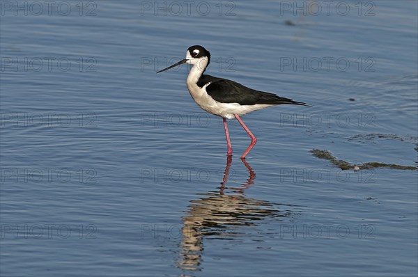 Canada, Alberta, Tyrrell Lake, Black-necked Stilt bird, Himantopus mexicanus, with catchlight in eye and reflection in the water, Black and white feathers, pink legs. 
Photo Trevor Page