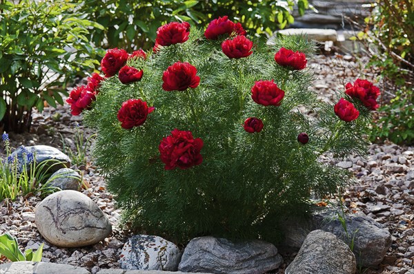 Canada, Alberta, Lethbridge, Red Fern Leaf Peony  Paeonia tenuifolia  growing in garden with rocks  gravel and bluebells.