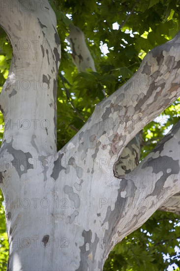 Spain, Catalonia, Barcelona, Plane tree.