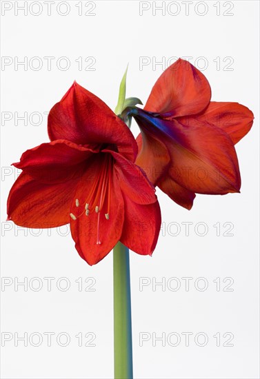 Amaryllis, Hippeastrum.