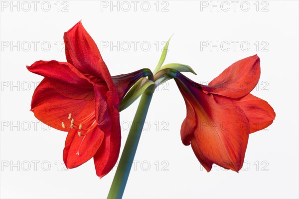 Amaryllis, Hippeastrum.