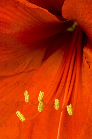 Amaryllis, Hippeastrum.