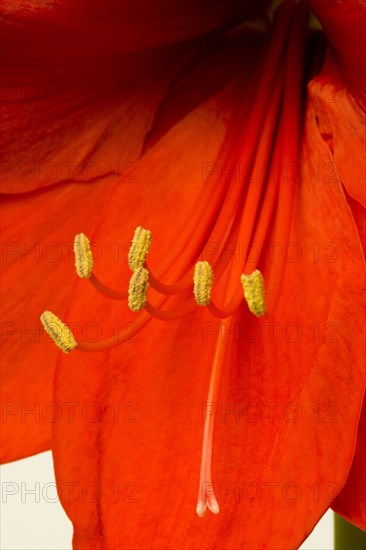 Amaryllis, Hippeastrum.