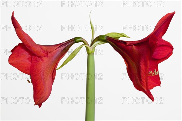 Amaryllis, Hippeastrum.