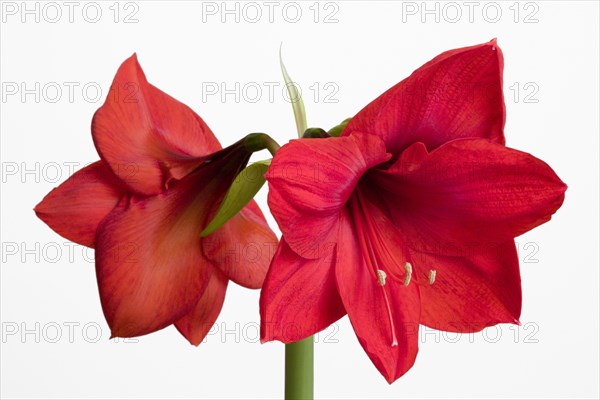 Amaryllis, Hippeastrum.