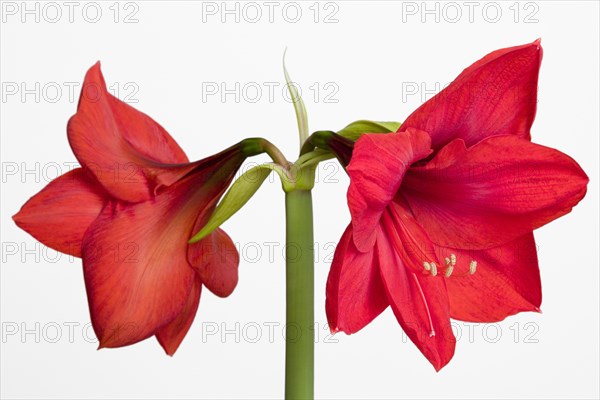 Amaryllis, Hippeastrum.