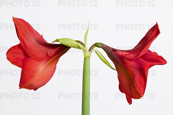 Amaryllis, Hippeastrum.