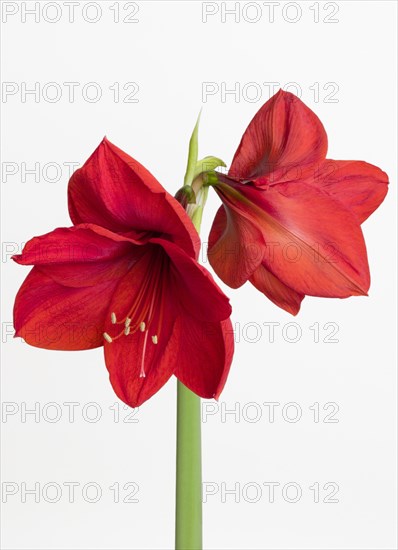 Amaryllis, Hippeastrum.