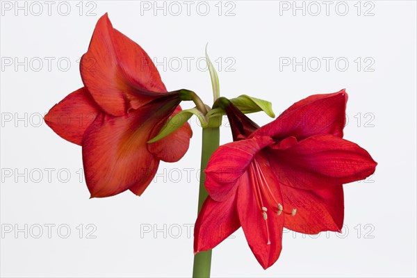 Amaryllis, Hippeastrum.