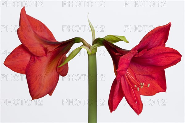 Amaryllis, Hippeastrum.