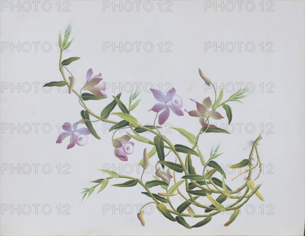 Dessin de fleur