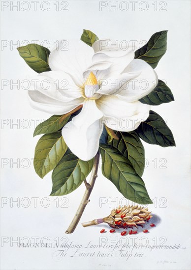 Ehret, Magnolia Grandiflora