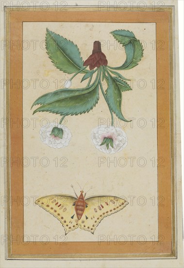 INDIAN PAINTING (Gouache on paper)from the Small Clive AlbumWhite flowers and a butterflyMughal;18th century