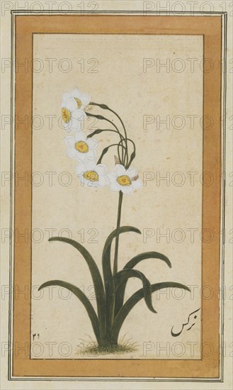Narcisse