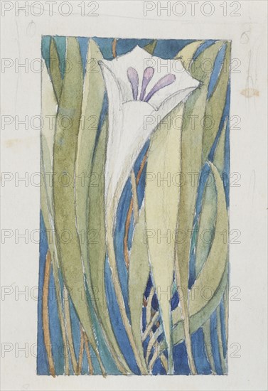 Lily; possibly by A.Cameron; from Designs for The Guild of Handicraft Ltd., by C.R.Ashbee (1863 - 1942), and others.