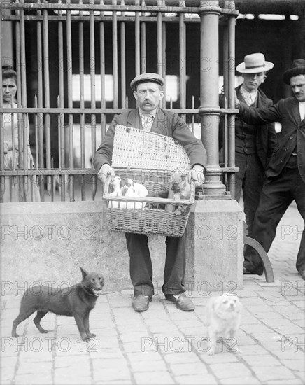 Marché aux chiens à Bruxelles vers 1900