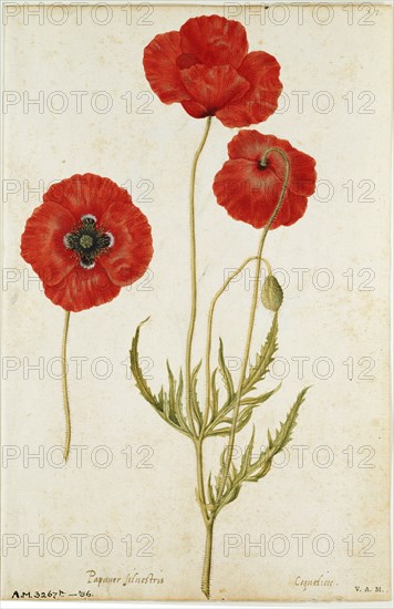 Le Moyne de Morgues, Coquelicot