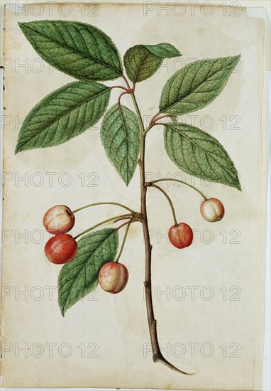 Le Moyne de Morgues, Cerise