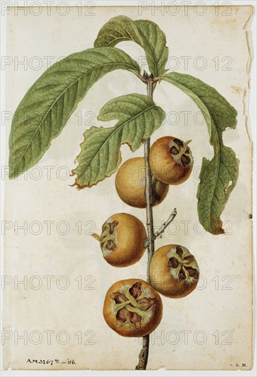 Le Moyne de Morgues, Nèfles