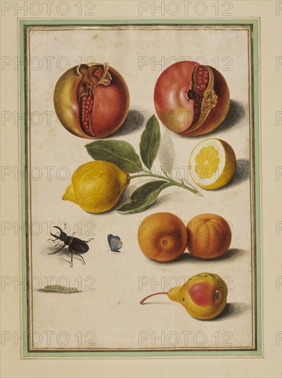 Walther, Grenades, citrons et oranges