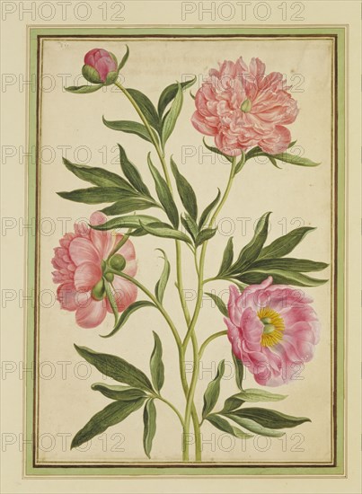 Walther, Pivoines