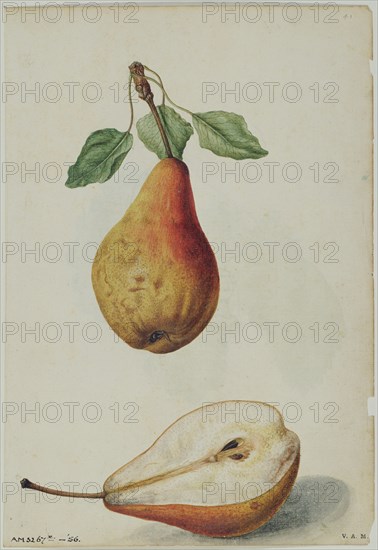 Le Moyne de Morgues, Pears