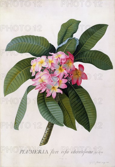 Ehret, Plumeria