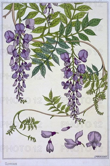 Grasset, Glycine