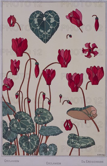 Grasset, Cyclamen