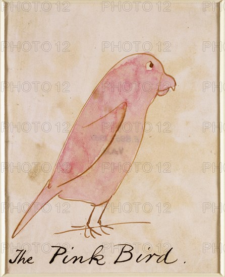 Lear, L'Oiseau rose