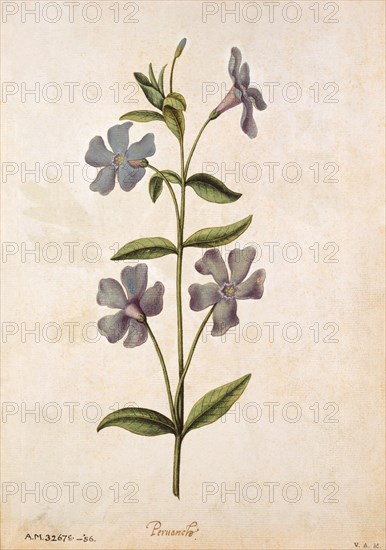 Le Moyne de Morgues, Lesser Periwinkle