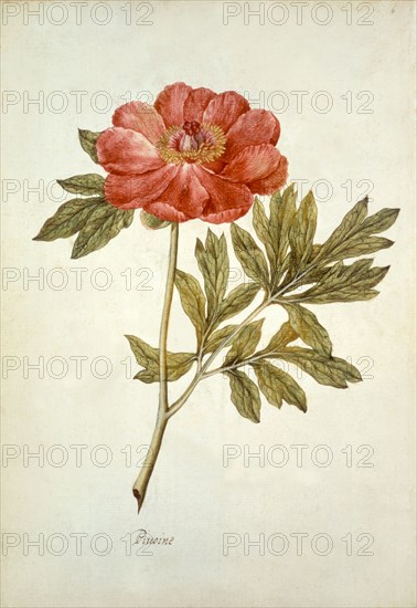 Le Moyne de Morgues, Pivoine