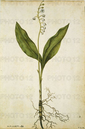 Le Moyne de Morgues, Muguet