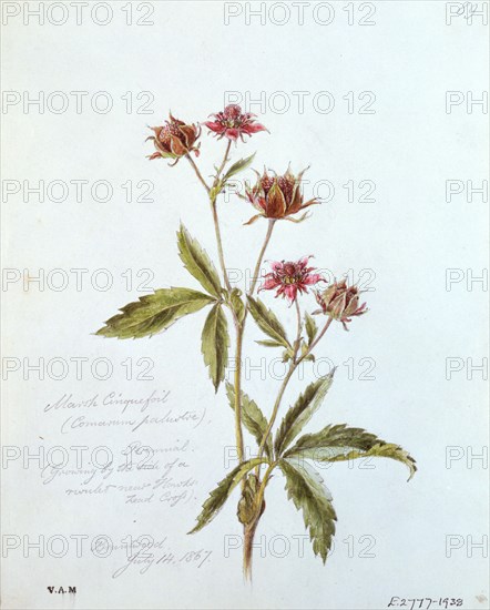 Linton, Marsh Cinquefoil