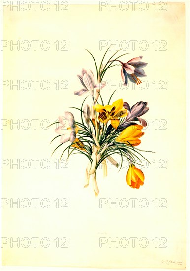 Ehret, Crocus