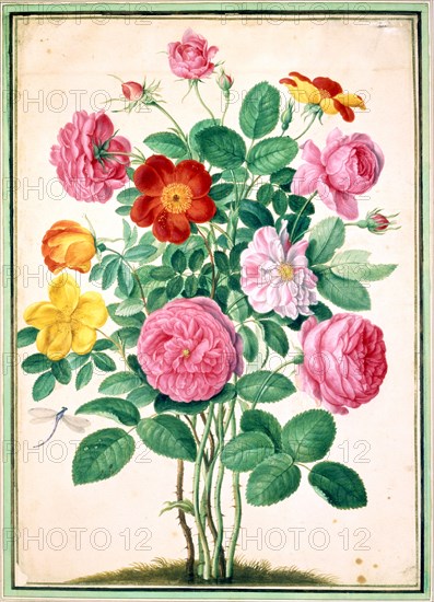 Walther, Roses