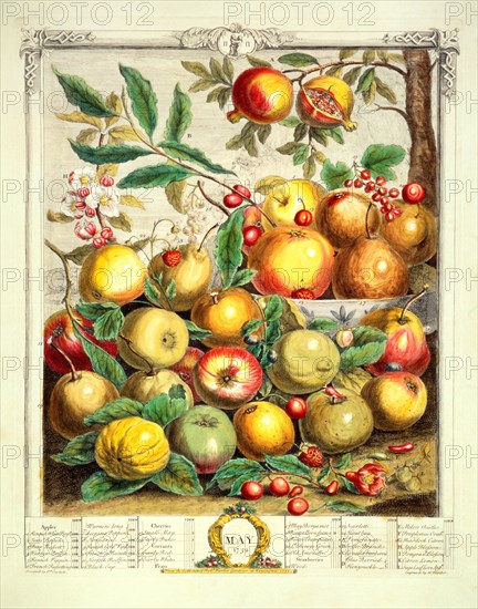 Furber, May, from The Twelve Months of Fruits