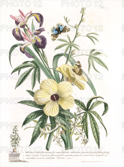 Ehret, Plantae et Papileones