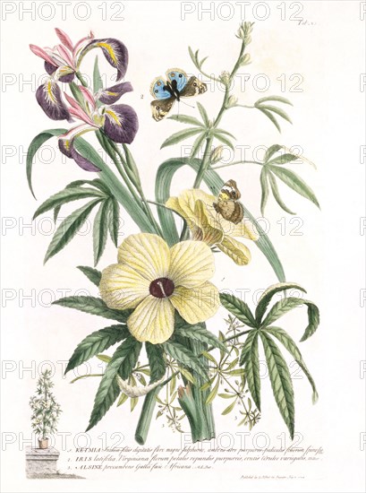 Ehret, Plantes et papillons