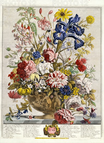 Furber, Les Douze Mois des Fleurs : Juin