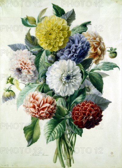 Marie, Dahlias