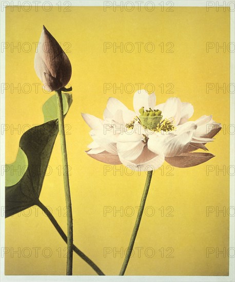 Kazuma, Lotus
