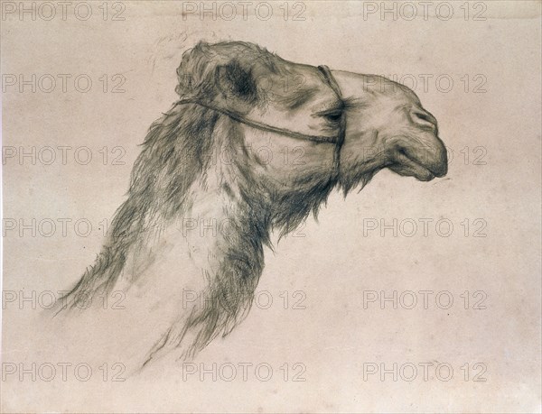 Walton, Etude de tête de chameau