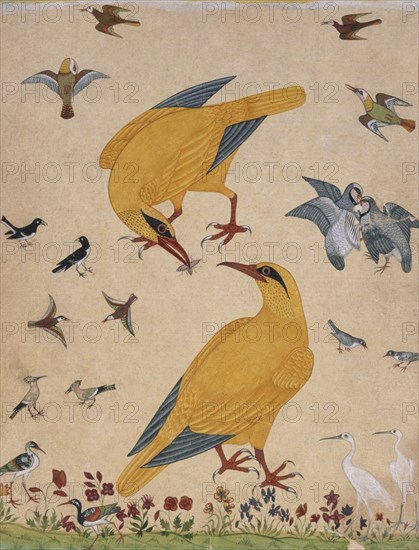 A Variety of Birds. Probably Murshidabad, Mughal, India, c.1760