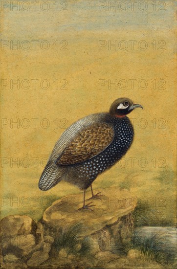 Guinea fowl. India, early 20th century