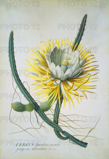 Cereus Cactus, by George Dionysius Ehret. England, 18th century